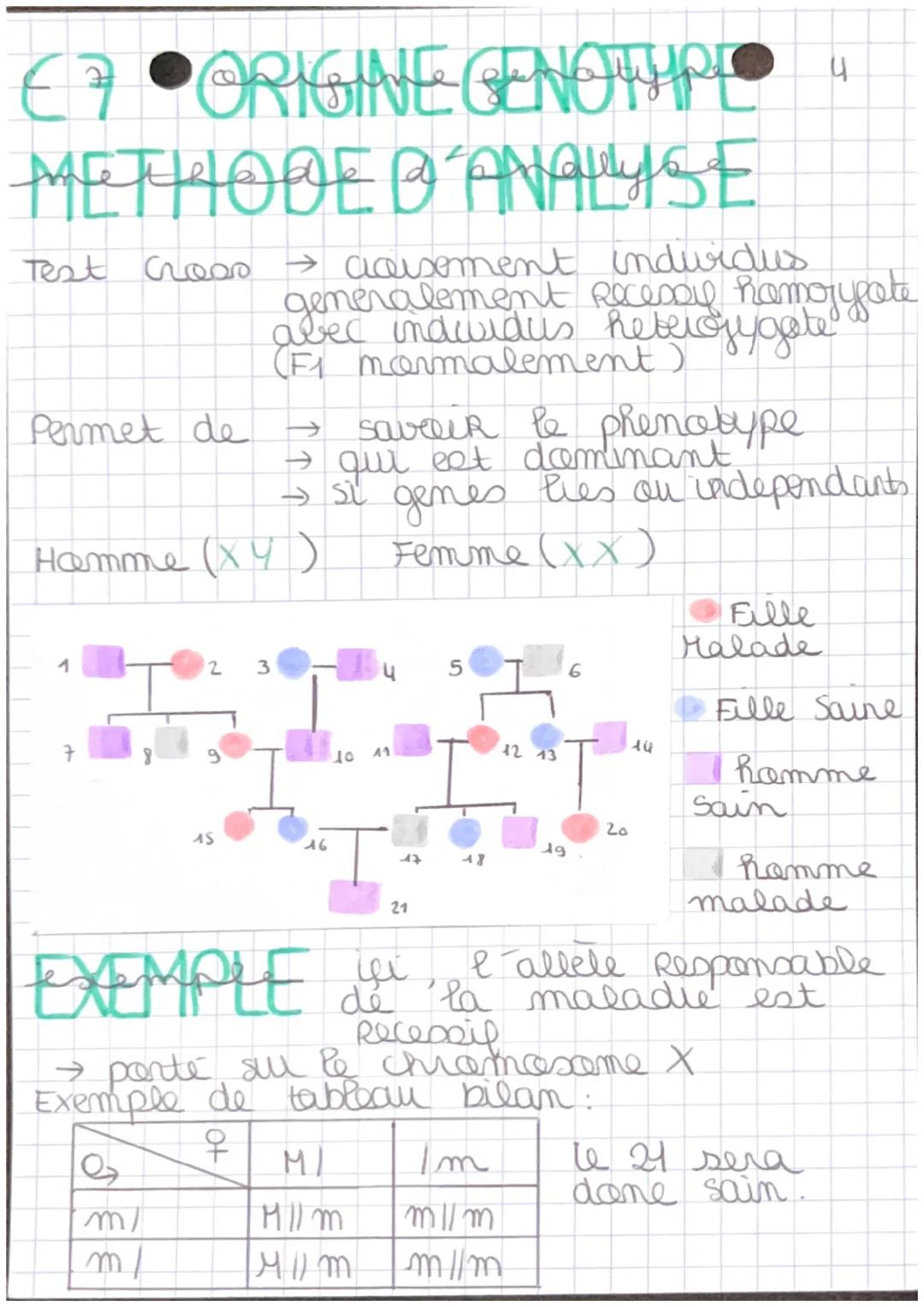 Chap 7
+- RAPPEL
ORIGINE GENOTYPE
MITOSE
X
E
P
M
H
T
Cellules Somatiques
1 division Cellulaire
(4 itapes prophase, retaphase
interphase, tel