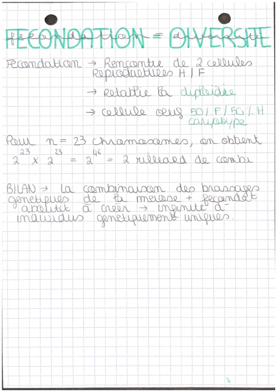 Chap 7
+- RAPPEL
ORIGINE GENOTYPE
MITOSE
X
E
P
M
H
T
Cellules Somatiques
1 division Cellulaire
(4 itapes prophase, retaphase
interphase, tel