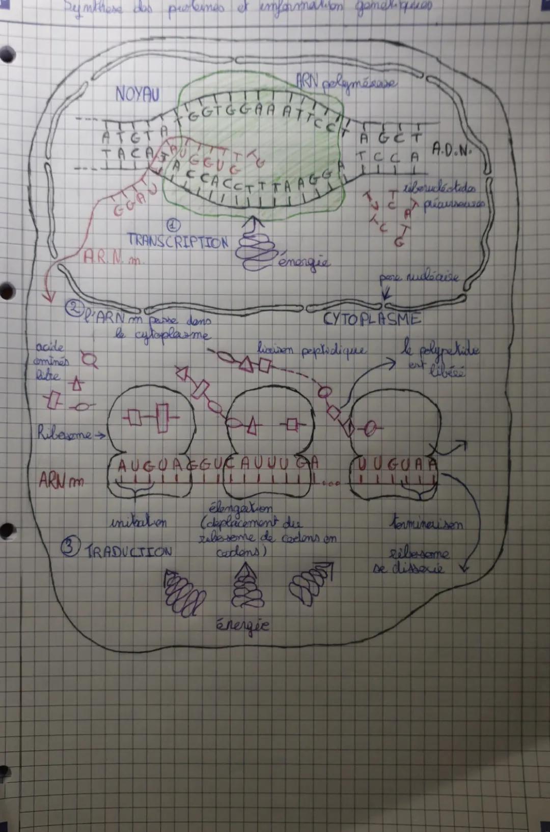 Synthèse des protéines et informations génétiques