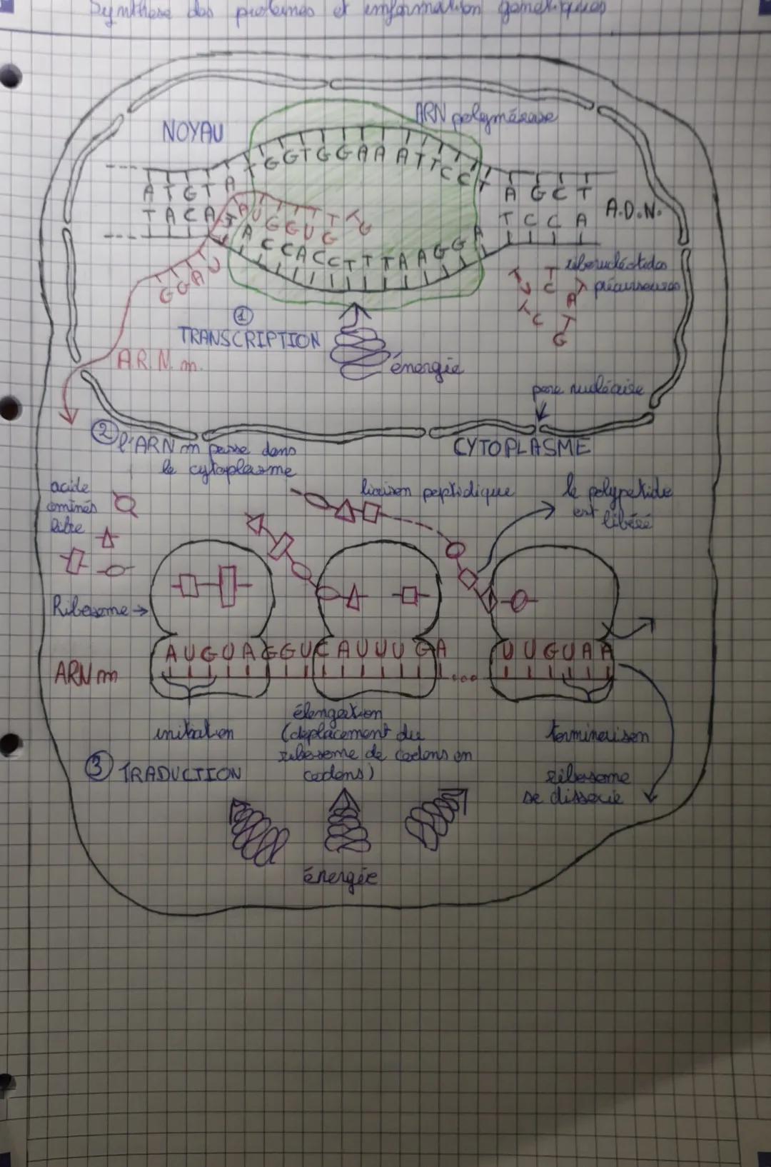 Synthese des probines et information gametiques
NOYAU
ATETA
John
QUEGUE
TACASACCACCTT TA AG
ARM. m.
TRANSCRIPTION
acide
comines a
libre
#
#