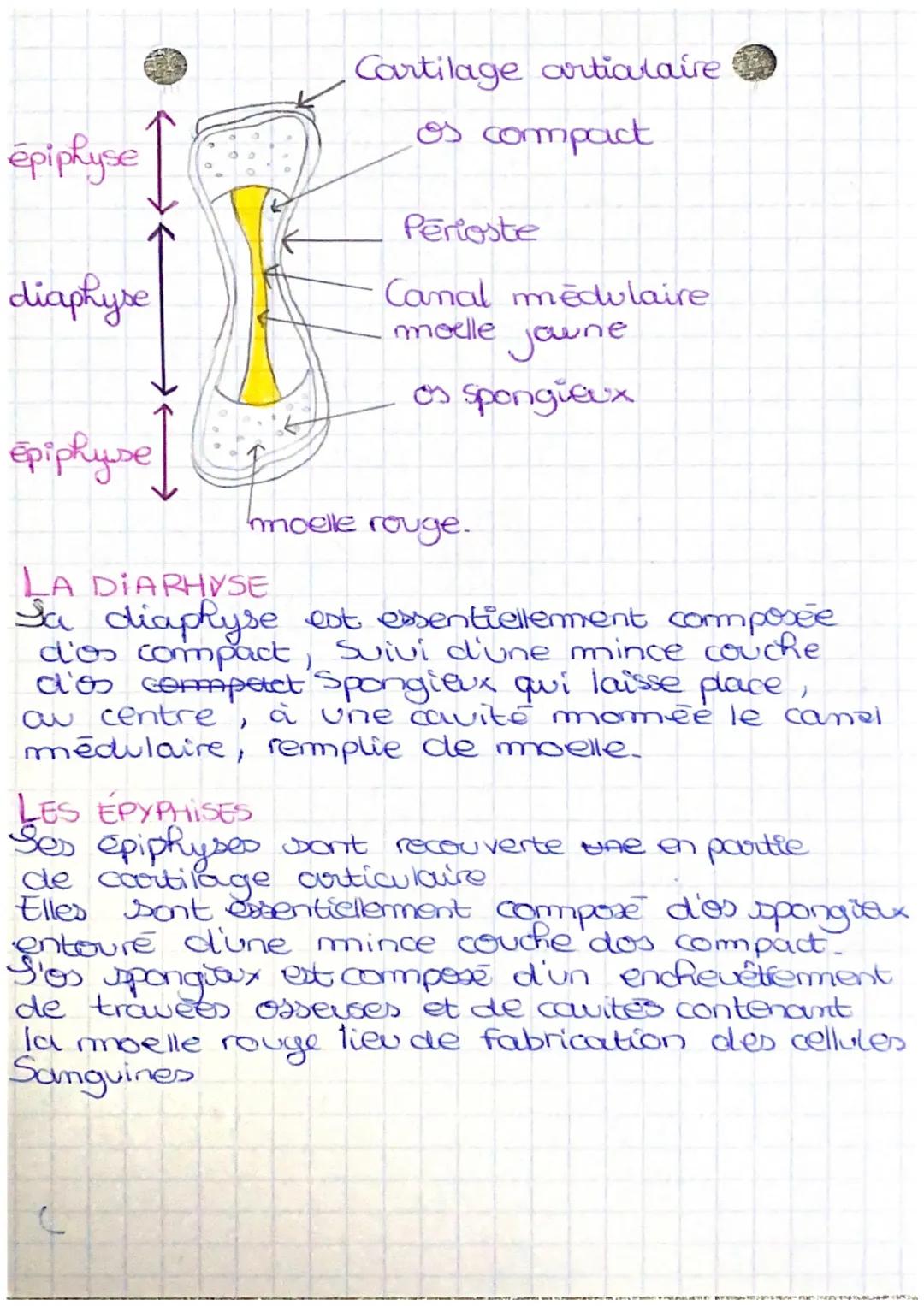 • SYSTÈME
OSSEUX
APPAREIL LOCOMOTEUR
→ Ensemble des organes permettant le déplace-
ment
→Organes permettant la locomotion : muscles,
os, art
