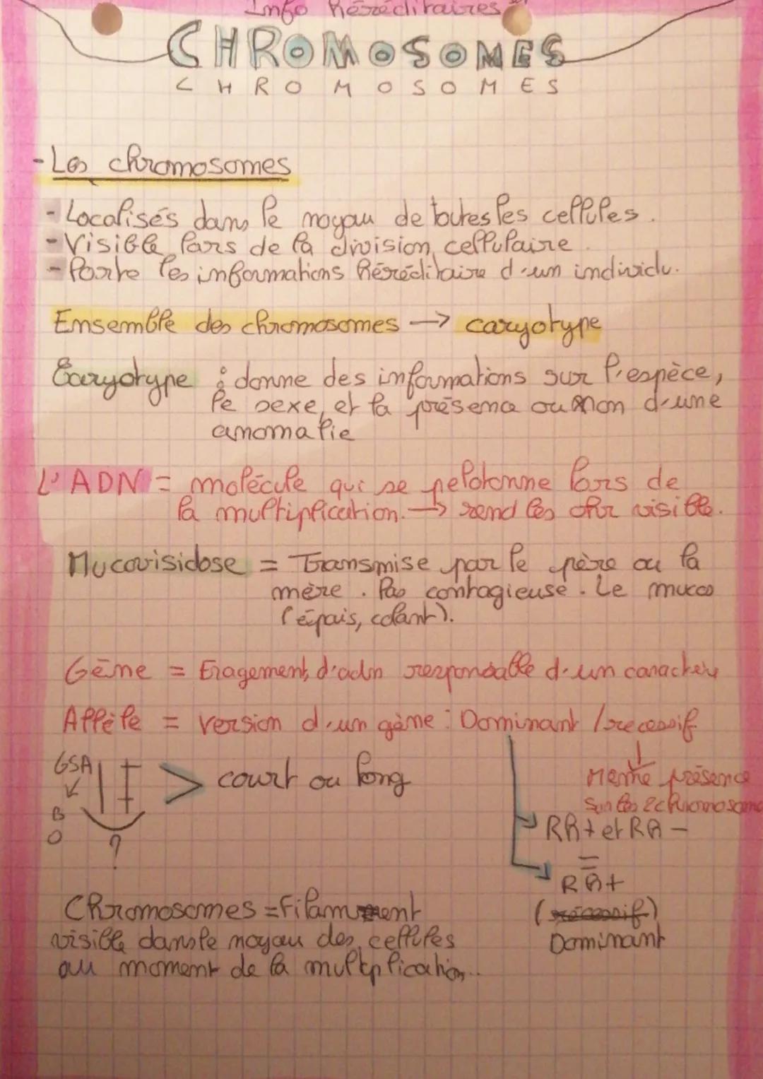 Info héréditaires,
CHROMOSOMES
CHROMOSOMES
-Los chromosomes
-Localisés dans le moyau de toutes les cellules
-Visible Pars de la division, ce