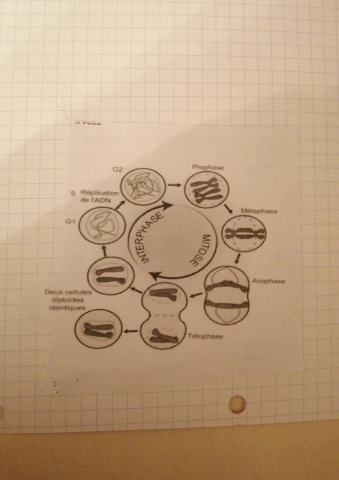 Info héréditaires,
CHROMOSOMES
CHROMOSOMES
-Los chromosomes
-Localisés dans le moyau de toutes les cellules
-Visible Pars de la division, ce