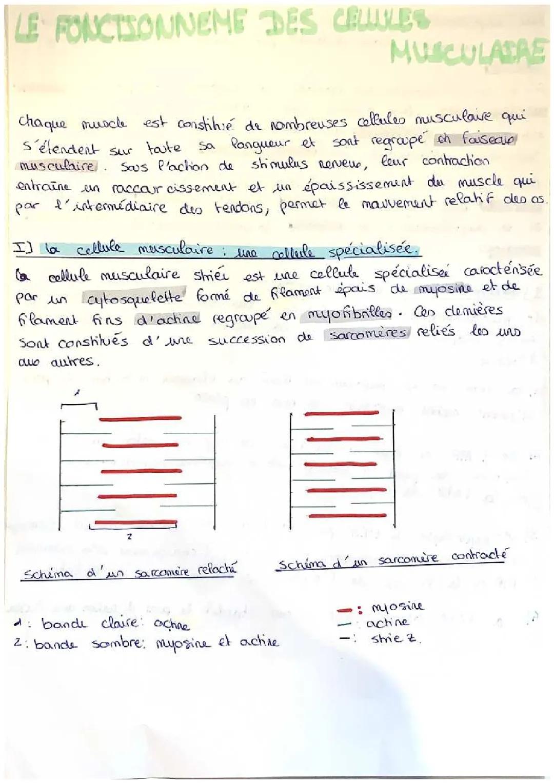 Le fonctionnement des cellules musculaires