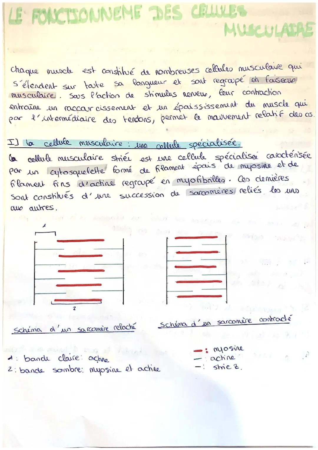 LE FONCTIONNEME DES CELLULES
MUSCULADAS
chaque muscle est constitué de nombreuses cellules musculaire qui
s'étendent sur toute sa longueur e