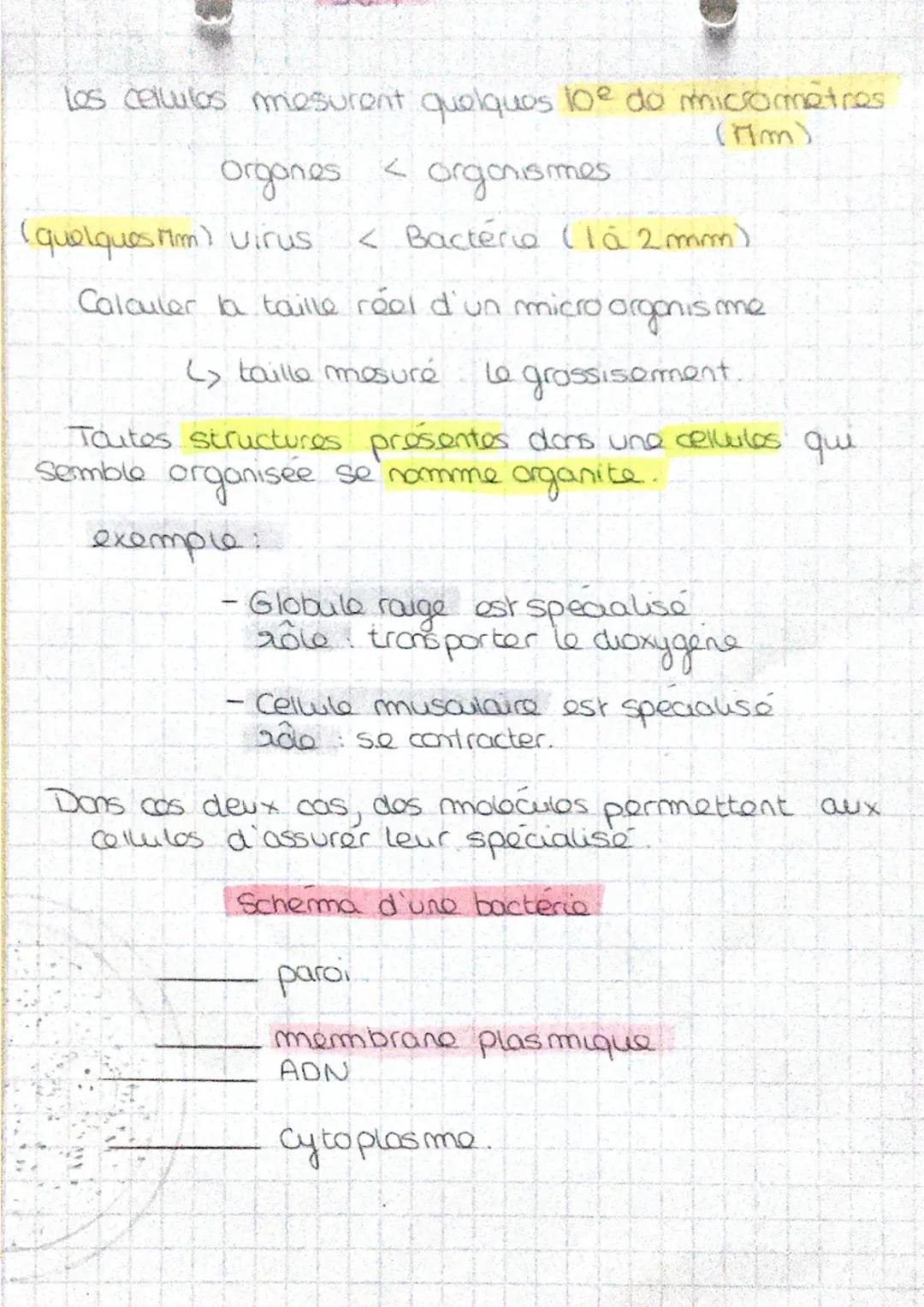 los cellules mesurent quelques loe do micrometros
(Mm)
Orgones < organismes
(quelques Mm) virus
Calculer la taille réel d'un micro organisme