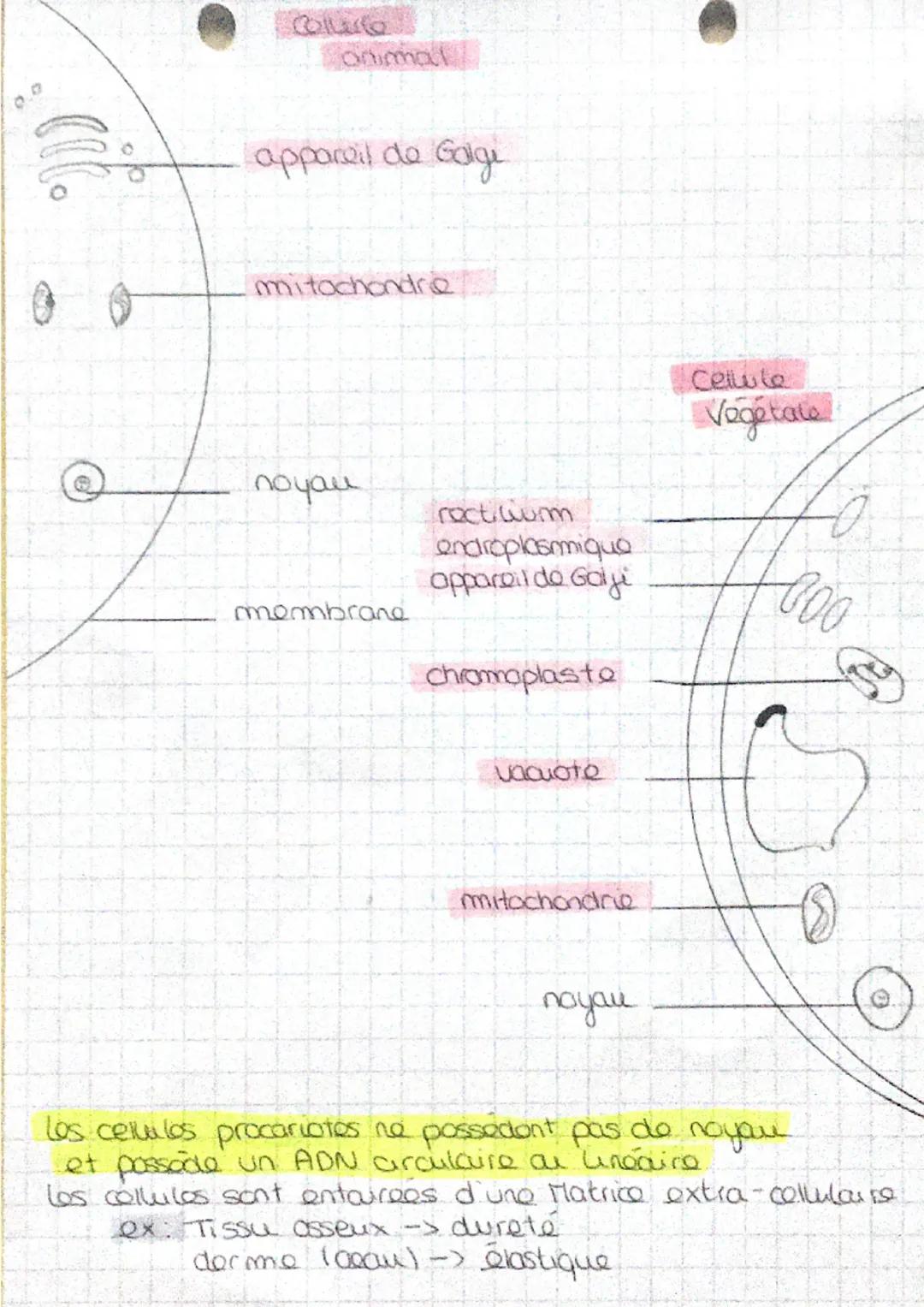 los cellules mesurent quelques loe do micrometros
(Mm)
Orgones < organismes
(quelques Mm) virus
Calculer la taille réel d'un micro organisme