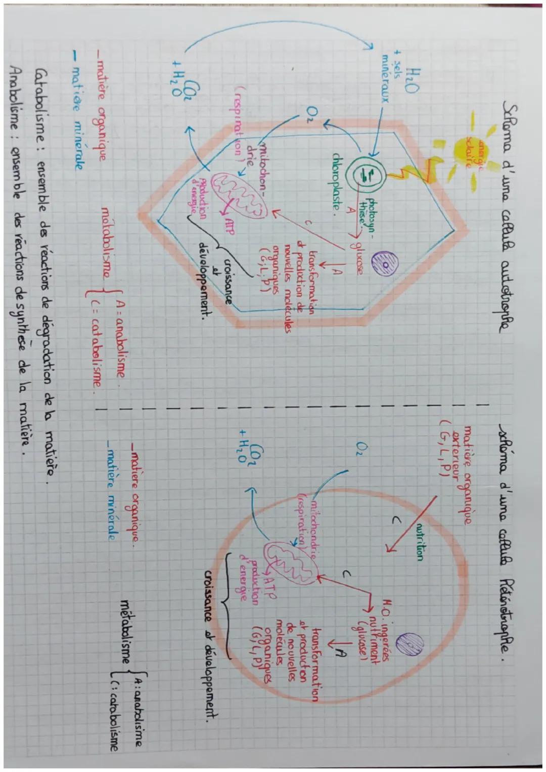 H2O
+ sels
mineraux
Schema d'une cellule autotrophe
enerale
sclaire
O2
photosyn-
chloroplaste.
mitochon-
drie
(respiration)
←
Producti