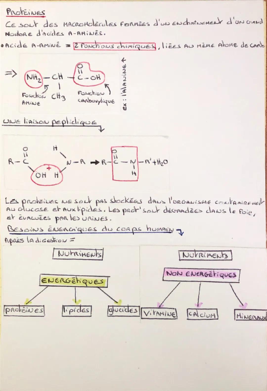 Les Glucides
Physique chimie
Il y A 2 CATEGORIES de Glucides
1 LES Glucides Simples = EN UNE Molecule, AVEC LA CARACTERIsh-
que d'être "NON