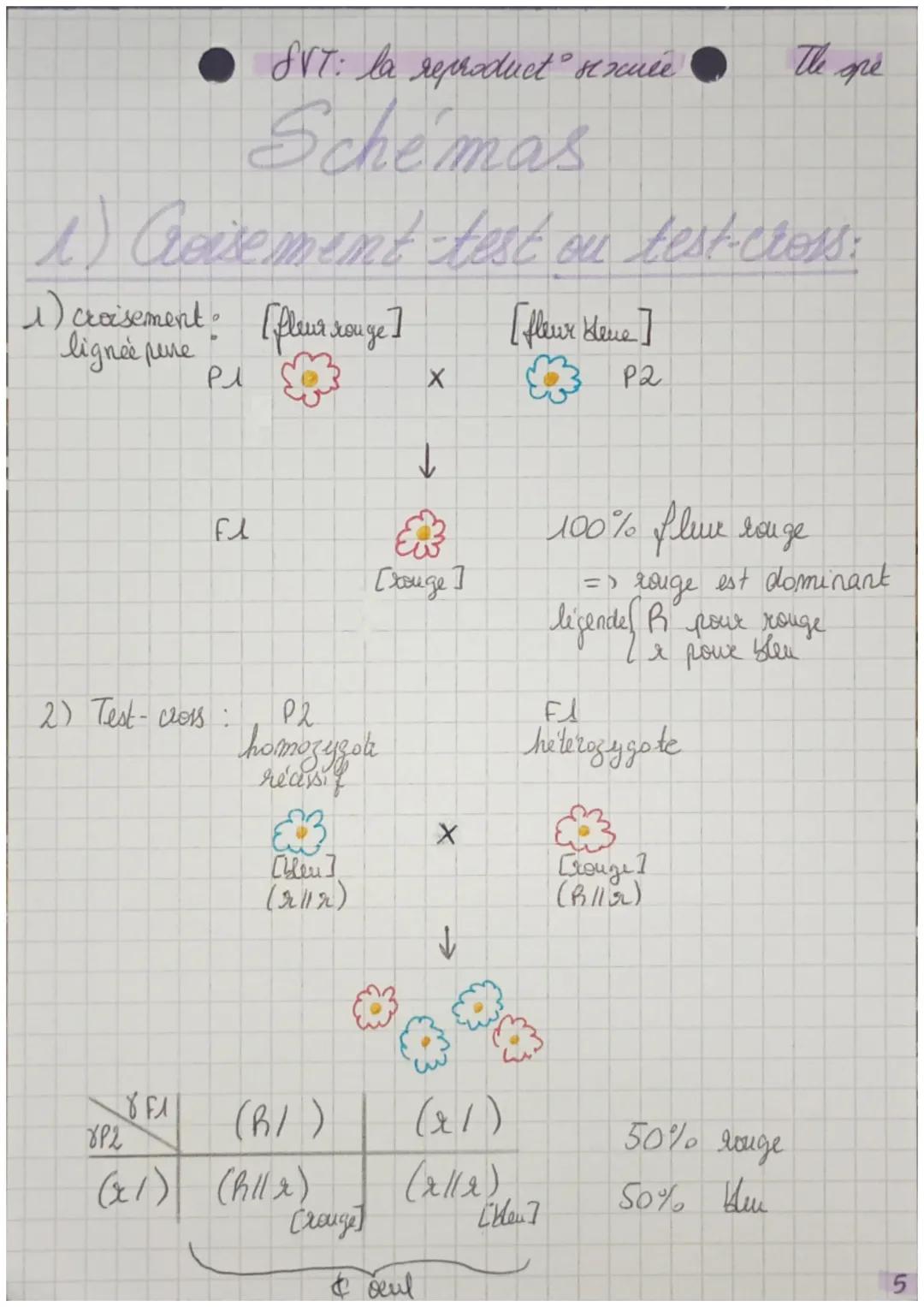 ΟΣ
>> la Reproduction sexuée
La R.S des encaryotes.
2 alleles d'un
Elois de
Mendel
gene se disjoignent
lors forma gamite
→Segrega CHR homila