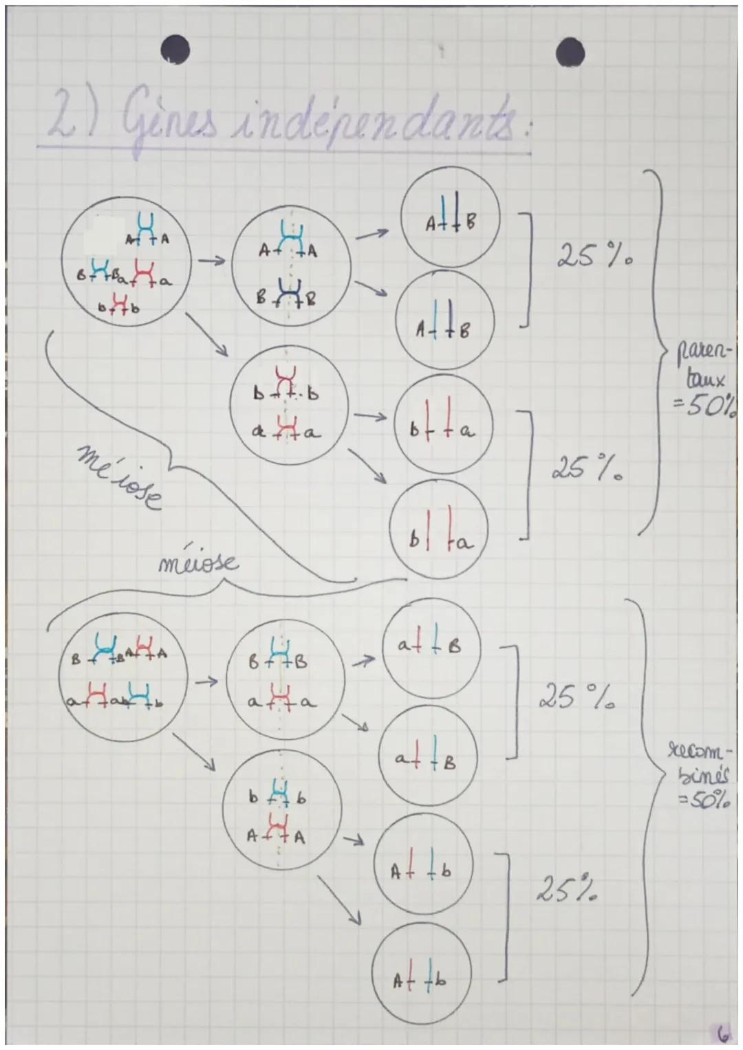ΟΣ
>> la Reproduction sexuée
La R.S des encaryotes.
2 alleles d'un
Elois de
Mendel
gene se disjoignent
lors forma gamite
→Segrega CHR homila