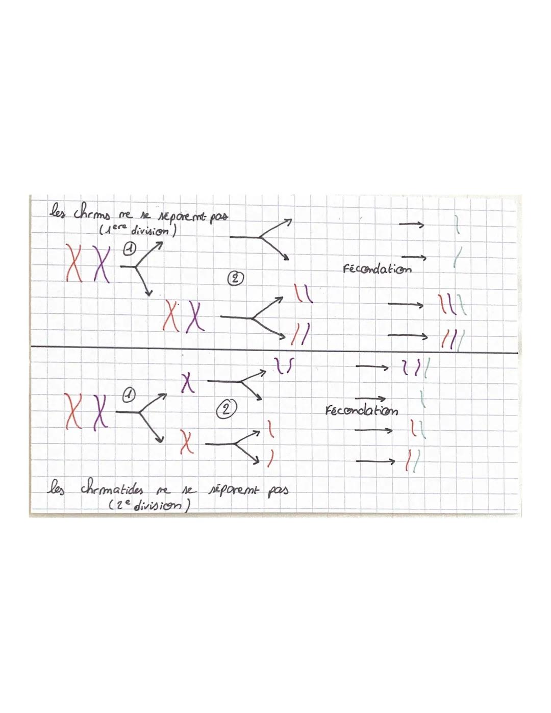 CHAPITRE 5
Méiose fare divisicon
2m=4
là 2 chrmatides
m=2
m=2
2ª divisiom
m=2
<
m=2
m2
à 2 chromatides
m-2
à 1 chromatide # CHAPITRE
