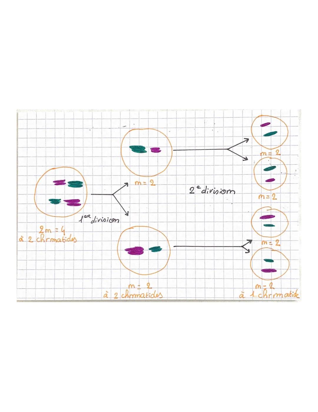 CHAPITRE 5
Méiose fare divisicon
2m=4
là 2 chrmatides
m=2
m=2
2ª divisiom
m=2
<
m=2
m2
à 2 chromatides
m-2
à 1 chromatide # CHAPITRE