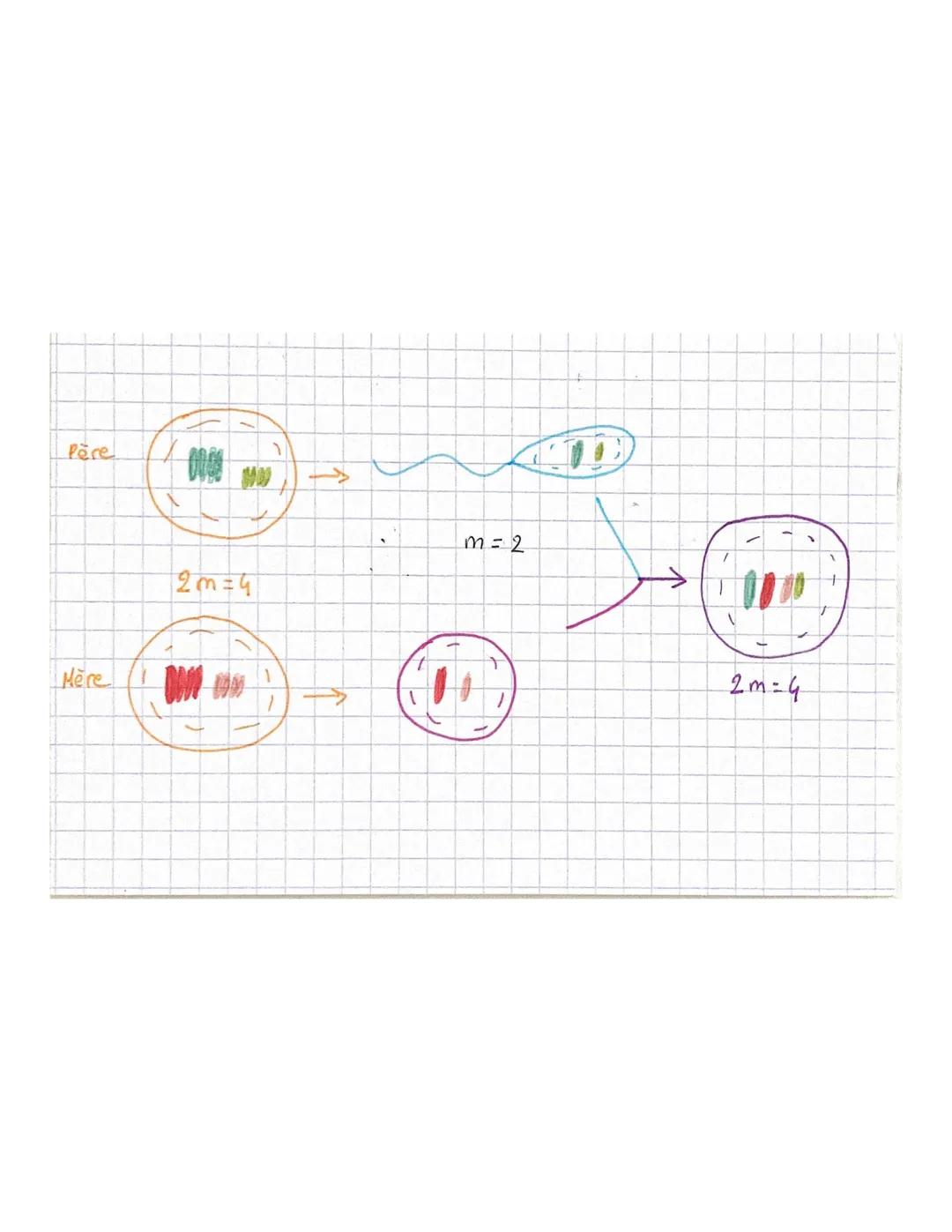 CHAPITRE 5
Méiose fare divisicon
2m=4
là 2 chrmatides
m=2
m=2
2ª divisiom
m=2
<
m=2
m2
à 2 chromatides
m-2
à 1 chromatide # CHAPITRE