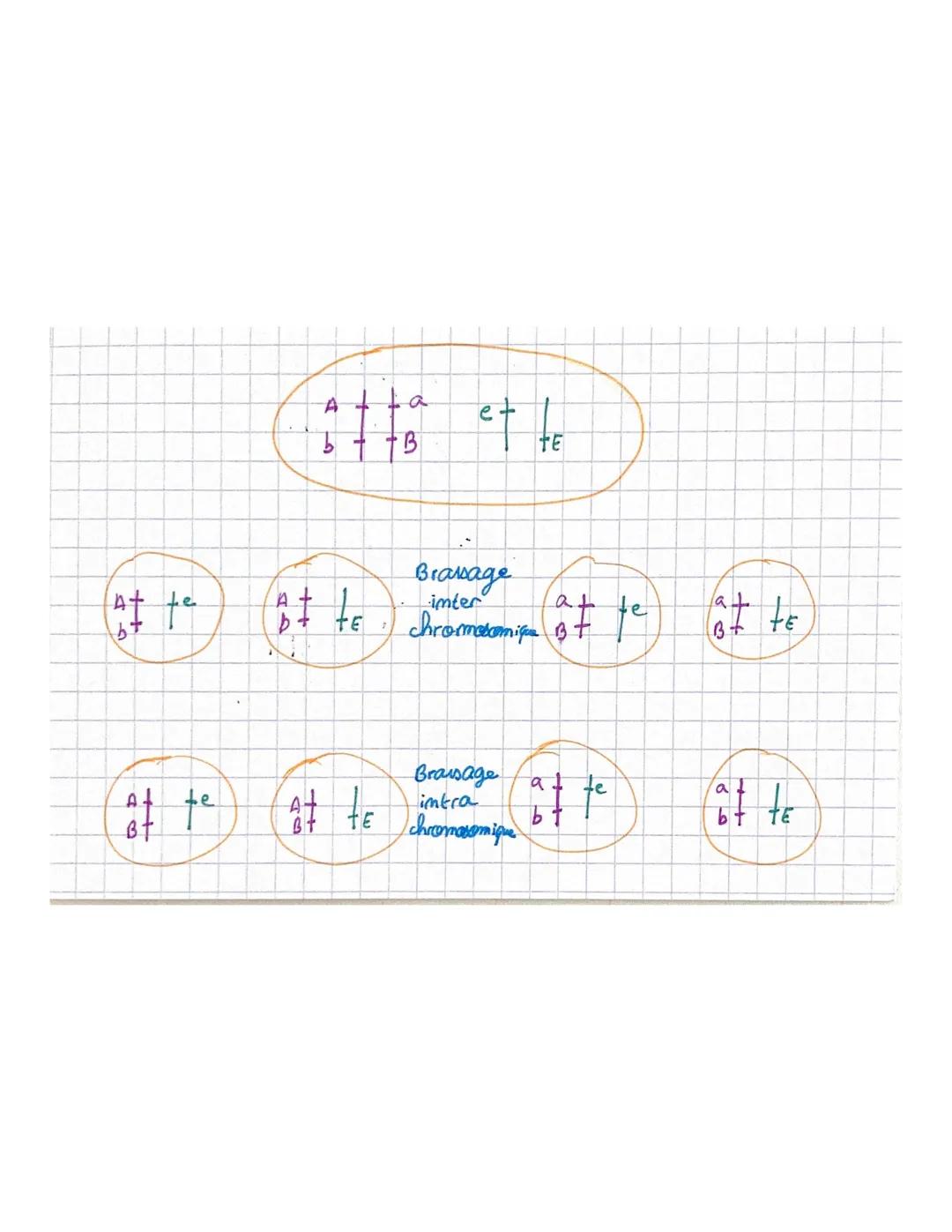 CHAPITRE 5
Méiose fare divisicon
2m=4
là 2 chrmatides
m=2
m=2
2ª divisiom
m=2
<
m=2
m2
à 2 chromatides
m-2
à 1 chromatide # CHAPITRE