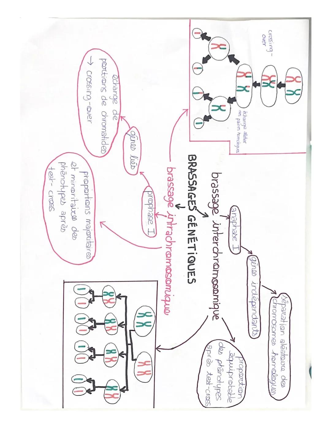 crossing-
over
88
échange alleles
des paires homologues
8
Canaphase I
T
Séparation aléatoire des
Chromosomes homologues
(gènes indépenda