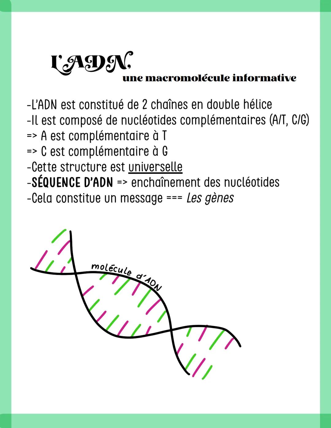 # L'ADN.
une macromolécule informative
-L'ADN est constitué de 2 chaînes en double hélice
-Il est composé de nucléotides complémentaires