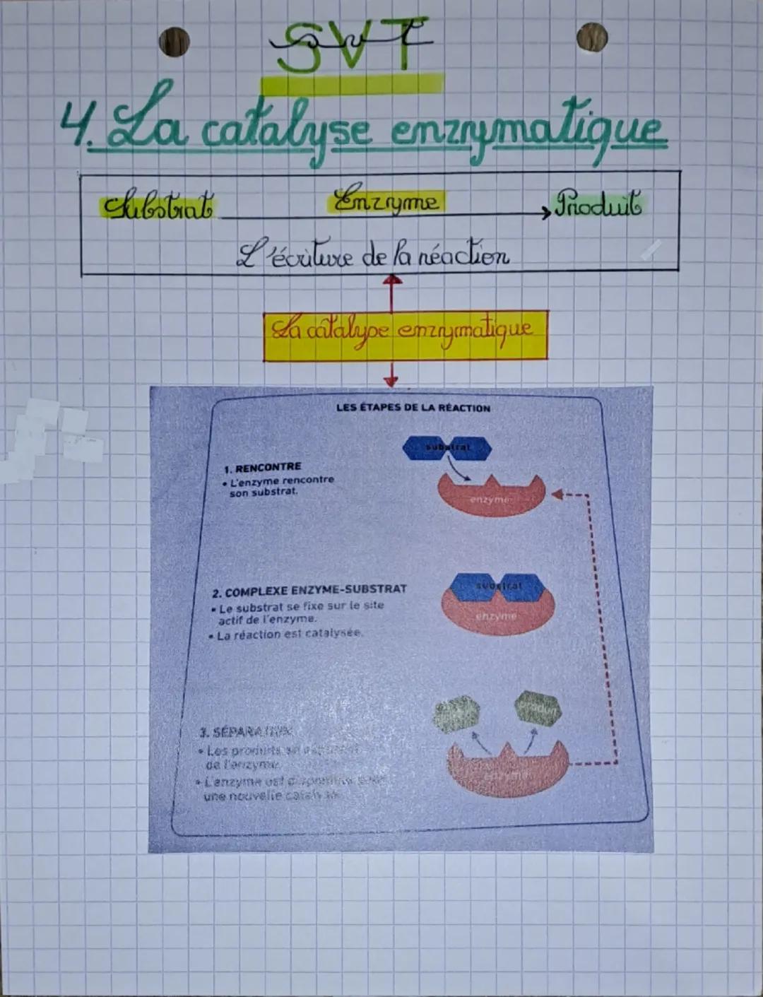 Leo
emrymmes
gwt
1. Une enzyme
• est une protéime codée par un gème
• est un catalyseur biologique: The accélère les réactions chimiques
dan