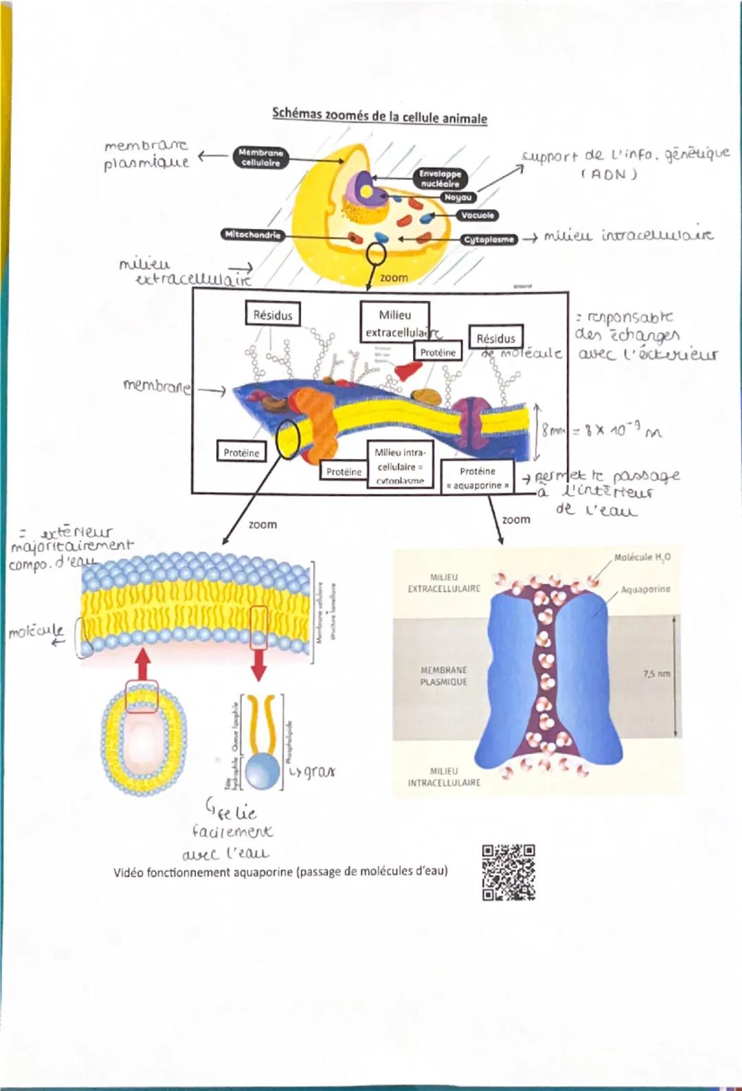 pm
I.
ES: LA CELLULE, UNE STRUCTURE COMPLEXE
ECHELLES D'ORGANISATION DE LA CELLULE
= nm
um
-mm-m
Atome - Molécule = Cellule Organisme
Dans l