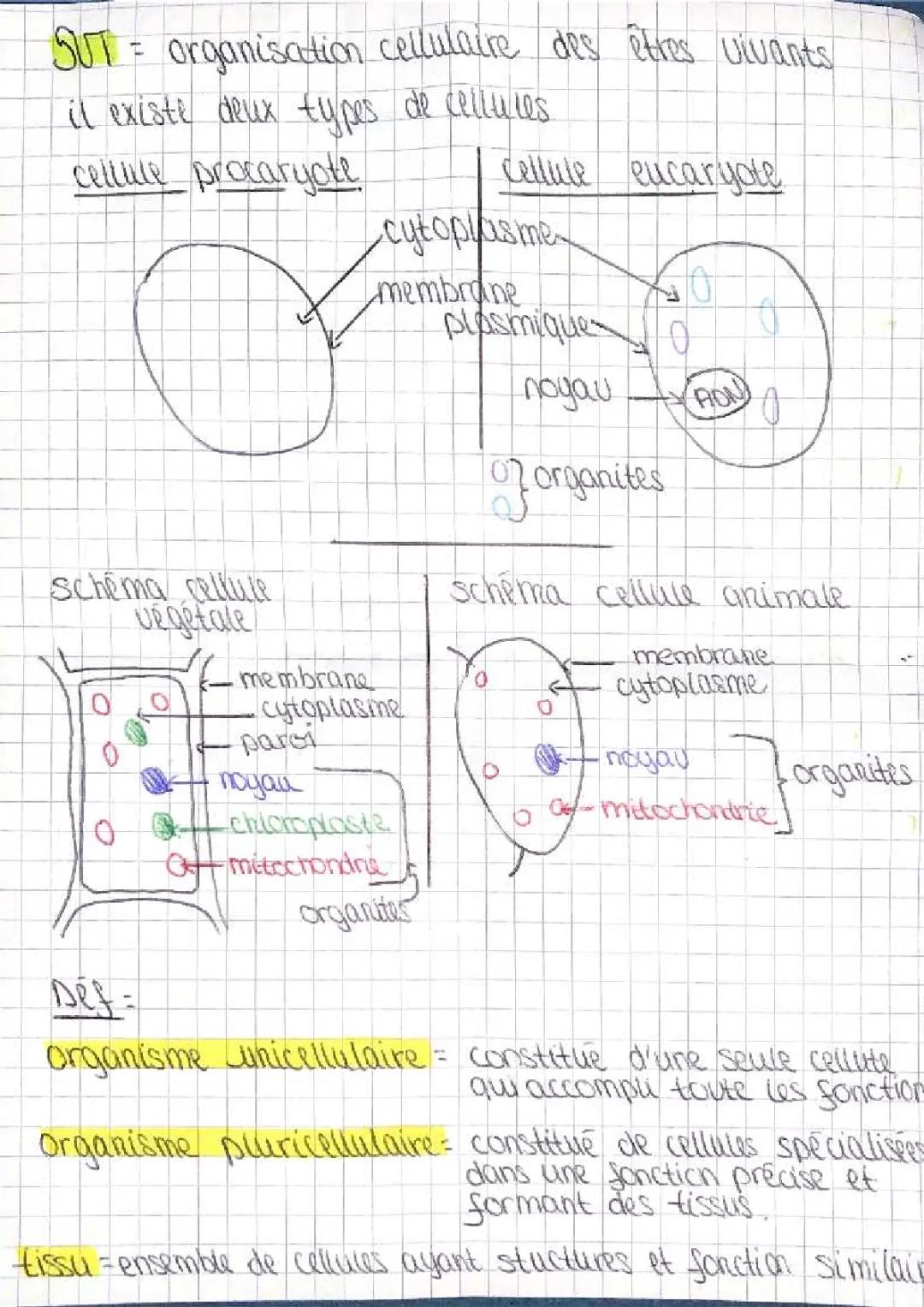 Organisation cellulaire des êtres vivants