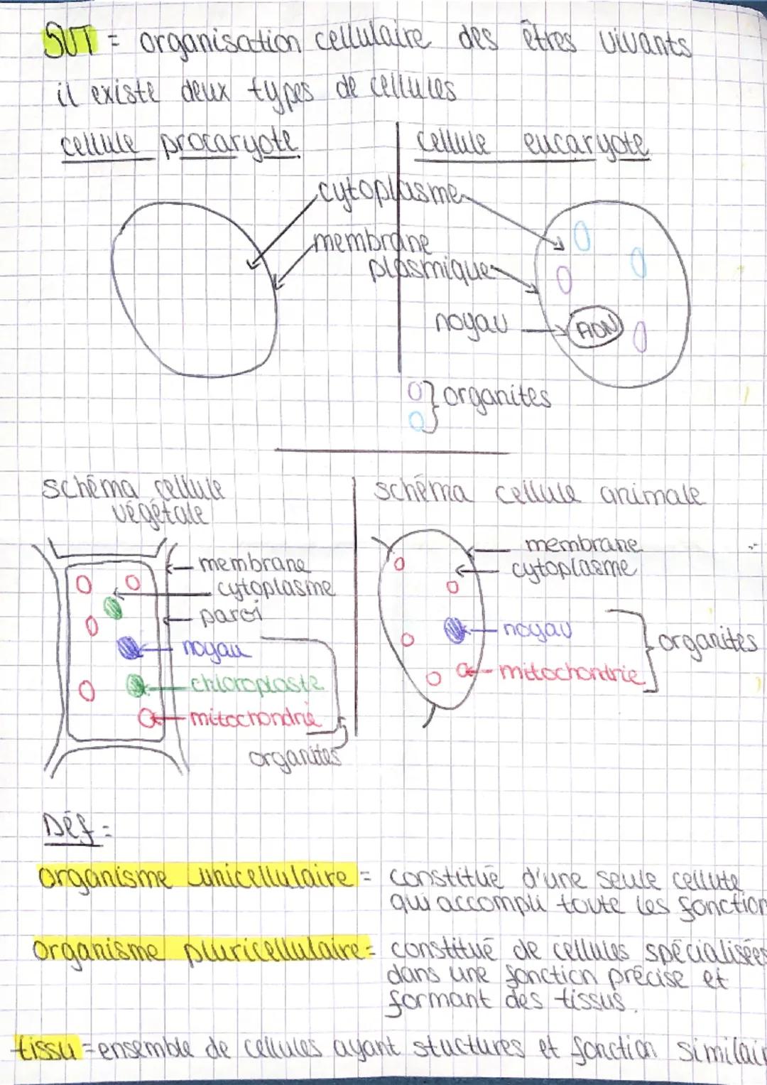 SUT = organisation cellulaire des êtres vivants
il existe deux types de cellules
cellule procaryote
schema celtu te
vegetale
3
membrane
cyto