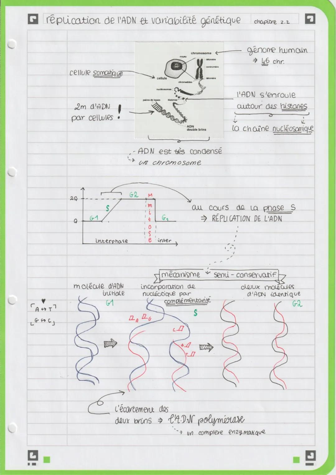 Réplication de l’ADN et variabilité génétique