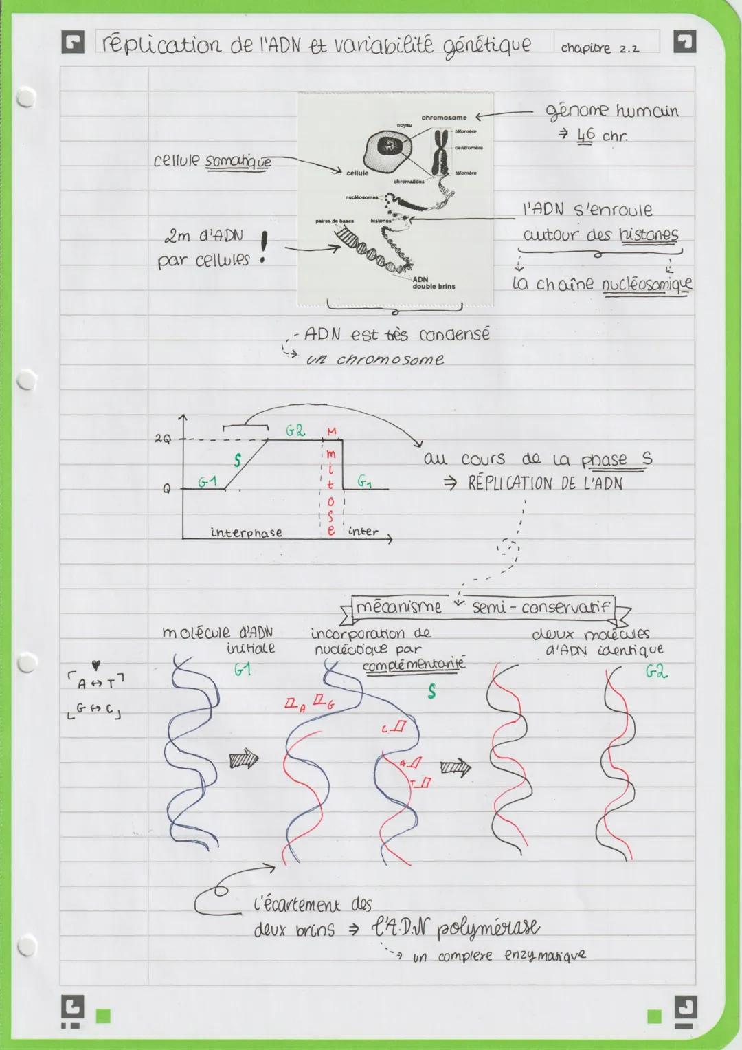 replication de l'ADN et variabilité génétique
♥
гантт
LGFCJ
J:
cellule somahnique
2m d'ADN
par cellules
2Q
Q
G1
S
●
interphase
molécule d'AD