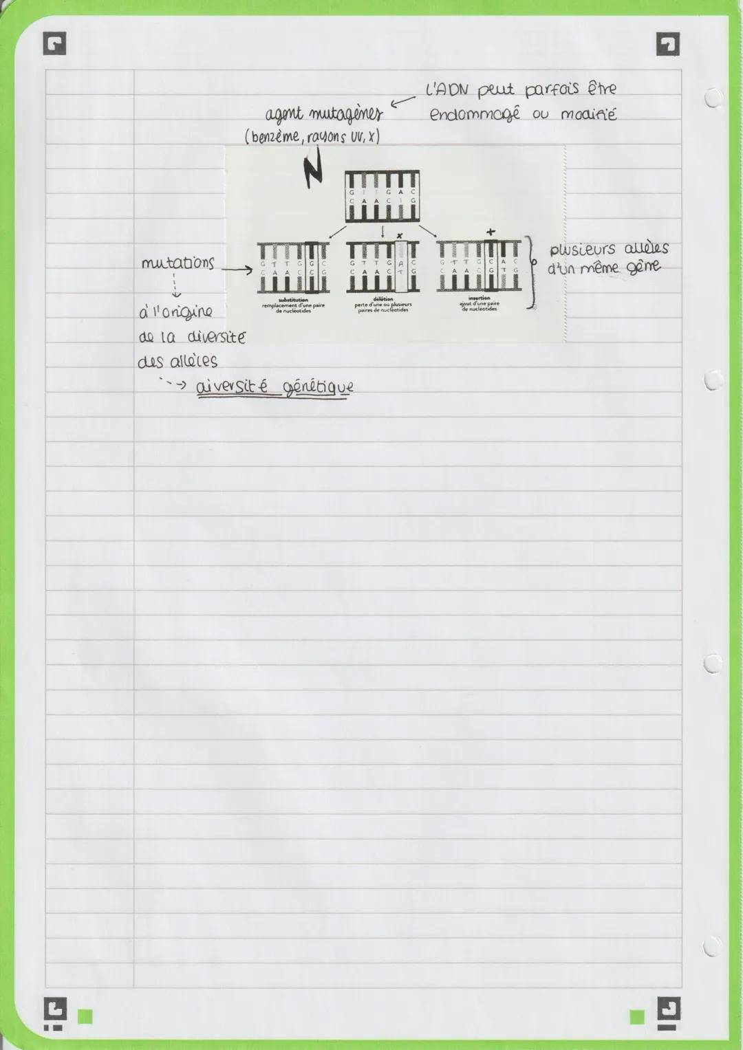 replication de l'ADN et variabilité génétique
♥
гантт
LGFCJ
J:
cellule somahnique
2m d'ADN
par cellules
2Q
Q
G1
S
●
interphase
molécule d'AD