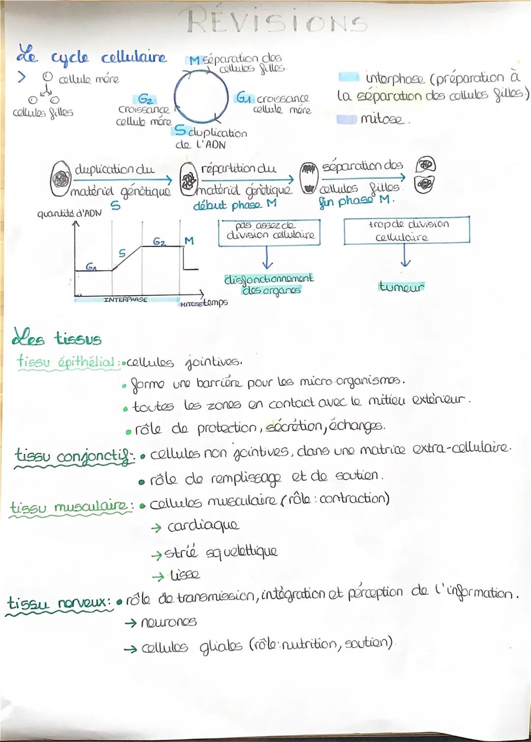 Le cycle cellulaire M séparation dos
filles.
cellule mére
04
cellules filles
duplication du
material genètique
S
quantité d'ADN
G₂
croissanc