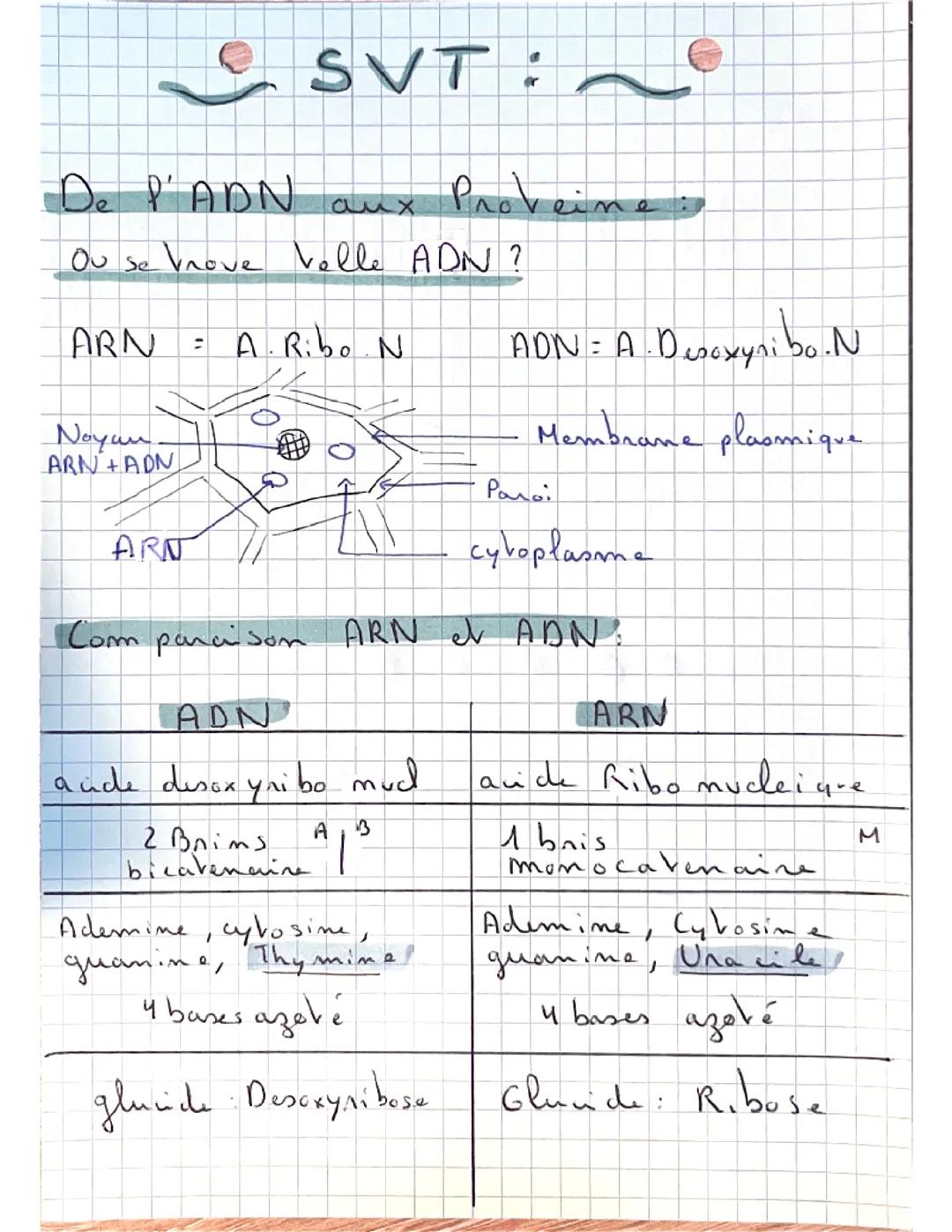 De l’ADN au protéine