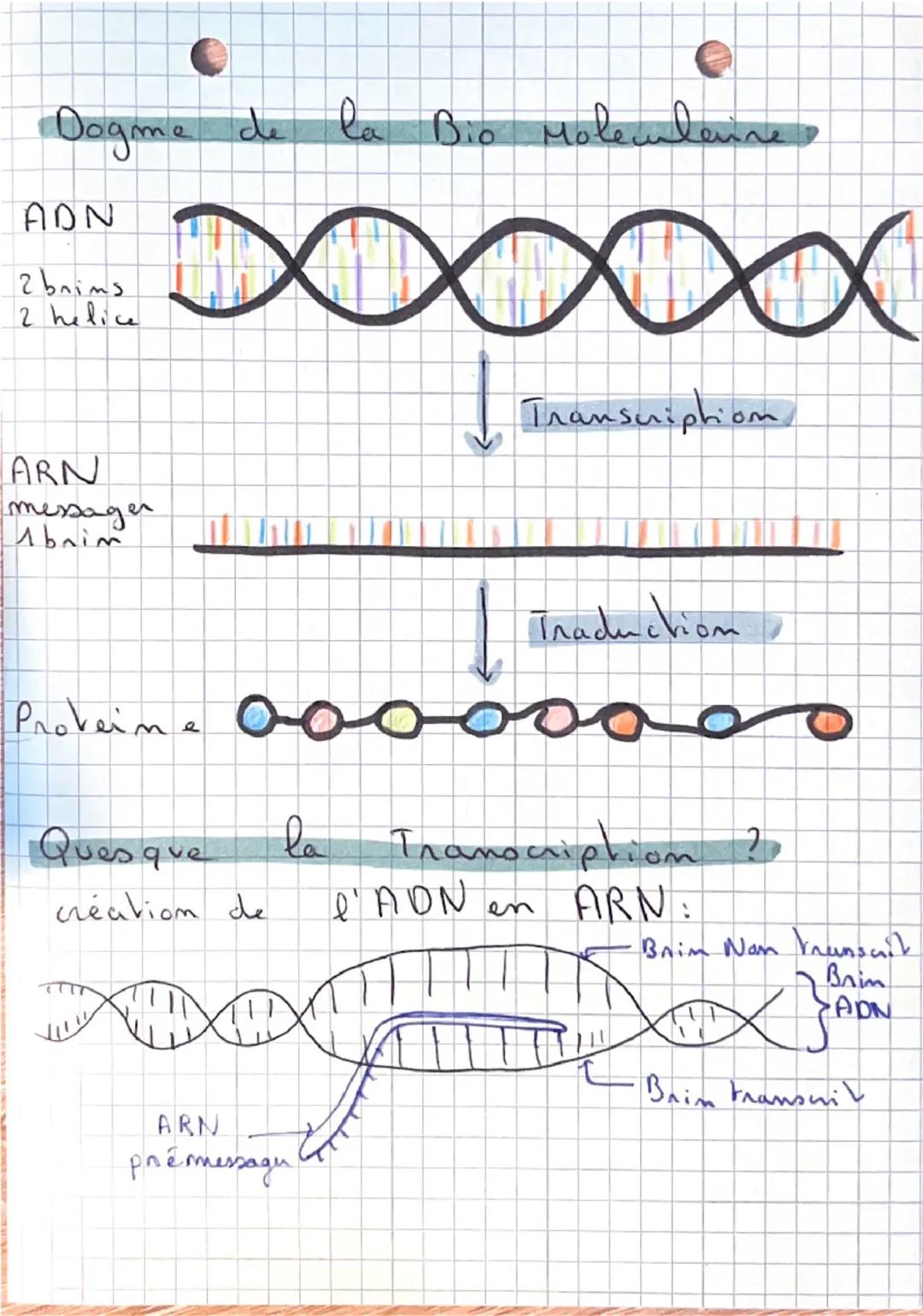 SVT: 9
•De l'ADN aux Proveine:
Ou se nove Velle ADN ?
ARN =
A. RiboN
Noyan
ARN+ADN
ART
ADN = A. Desoxyni bo. N
Membrane plasmique
Panoi
cyto