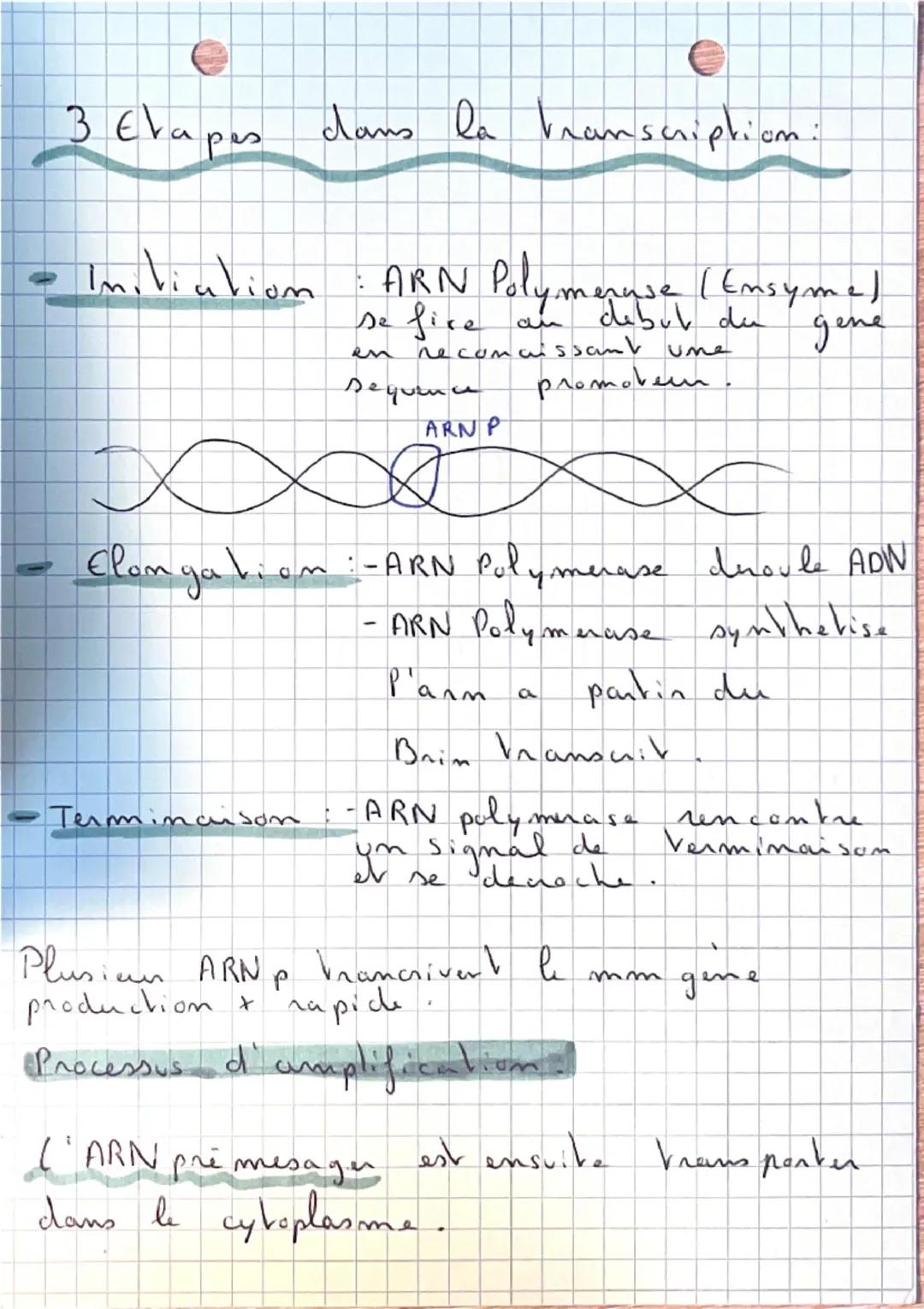 SVT: 9
•De l'ADN aux Proveine:
Ou se nove Velle ADN ?
ARN =
A. RiboN
Noyan
ARN+ADN
ART
ADN = A. Desoxyni bo. N
Membrane plasmique
Panoi
cyto