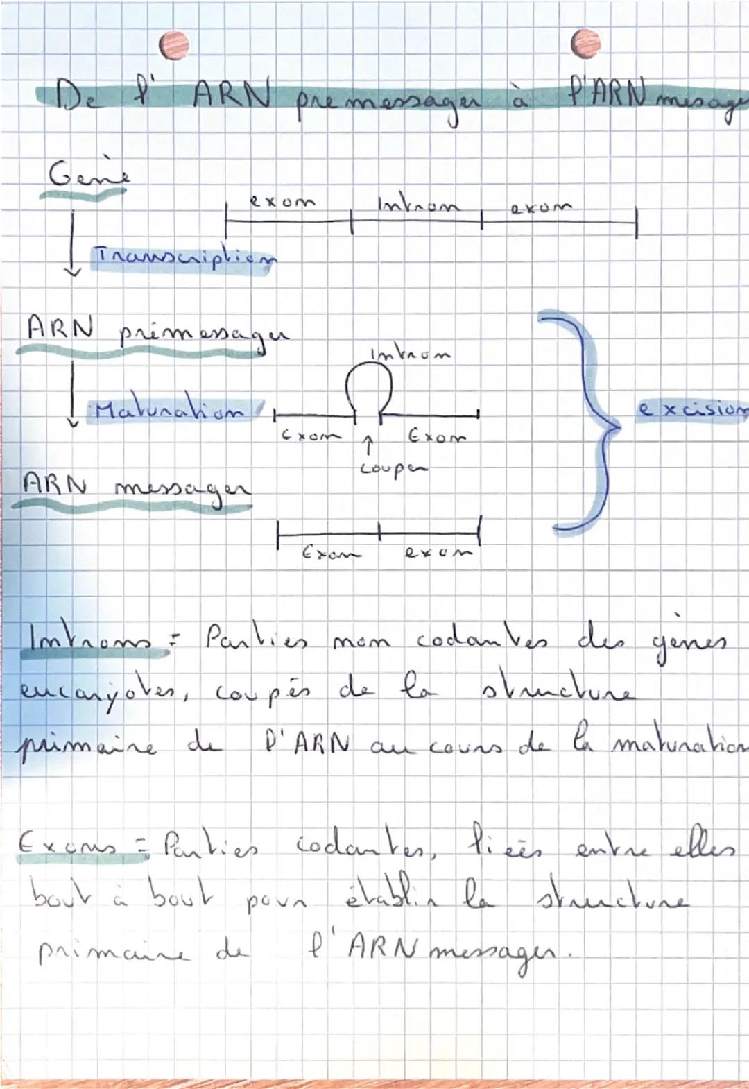 SVT: 9
•De l'ADN aux Proveine:
Ou se nove Velle ADN ?
ARN =
A. RiboN
Noyan
ARN+ADN
ART
ADN = A. Desoxyni bo. N
Membrane plasmique
Panoi
cyto