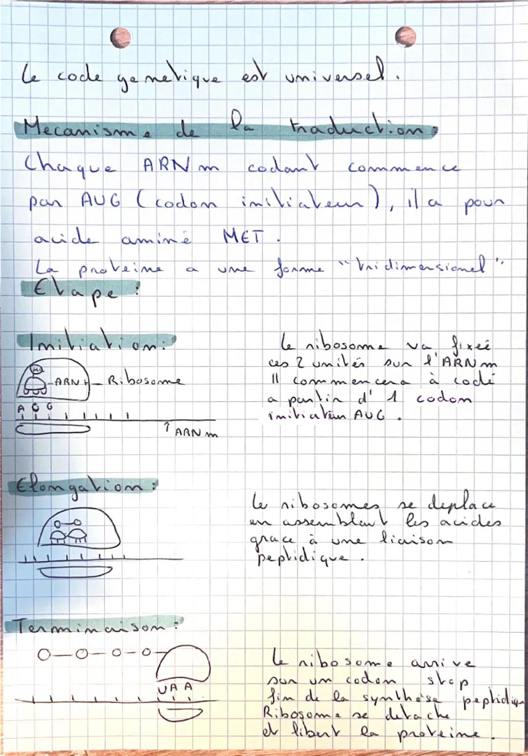 SVT: 9
•De l'ADN aux Proveine:
Ou se nove Velle ADN ?
ARN =
A. RiboN
Noyan
ARN+ADN
ART
ADN = A. Desoxyni bo. N
Membrane plasmique
Panoi
cyto