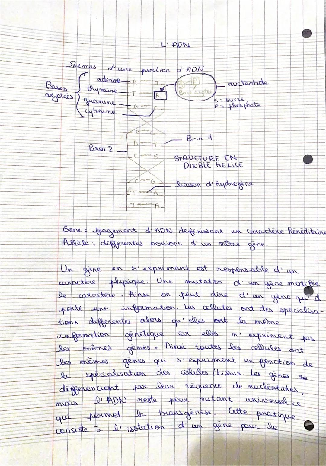 L'ADN
Shemas
d'une portion d'ADN
Babes
Bask asstee
azodées) guanine
cytosine
Brin 2
16
TA
nucleotide
5: sucre
Pphosphate
Brin 1
STRUCTURE EN