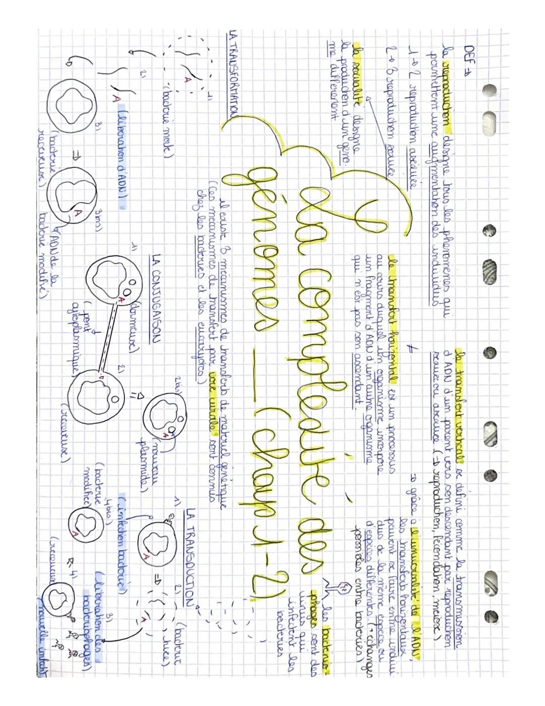 DEF
la reproduchon designe tous les phenomenes qui.
permettent une augmentation des undulidus
1-02 reproduction aseQuee
2 + 3 reproduchom sc