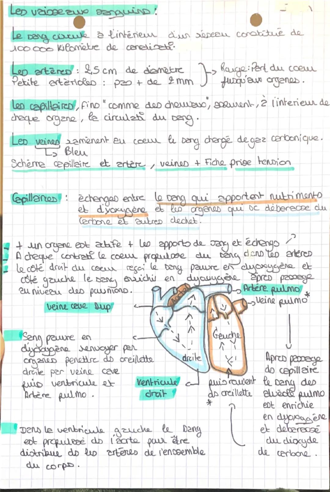 Les vaisse zwo sanguins!
ما
Dang
circule à l'intérieur d'un réseau constitue de
100 000 kilomètre de canalizati
Les artères: 2,5 cm de diamè