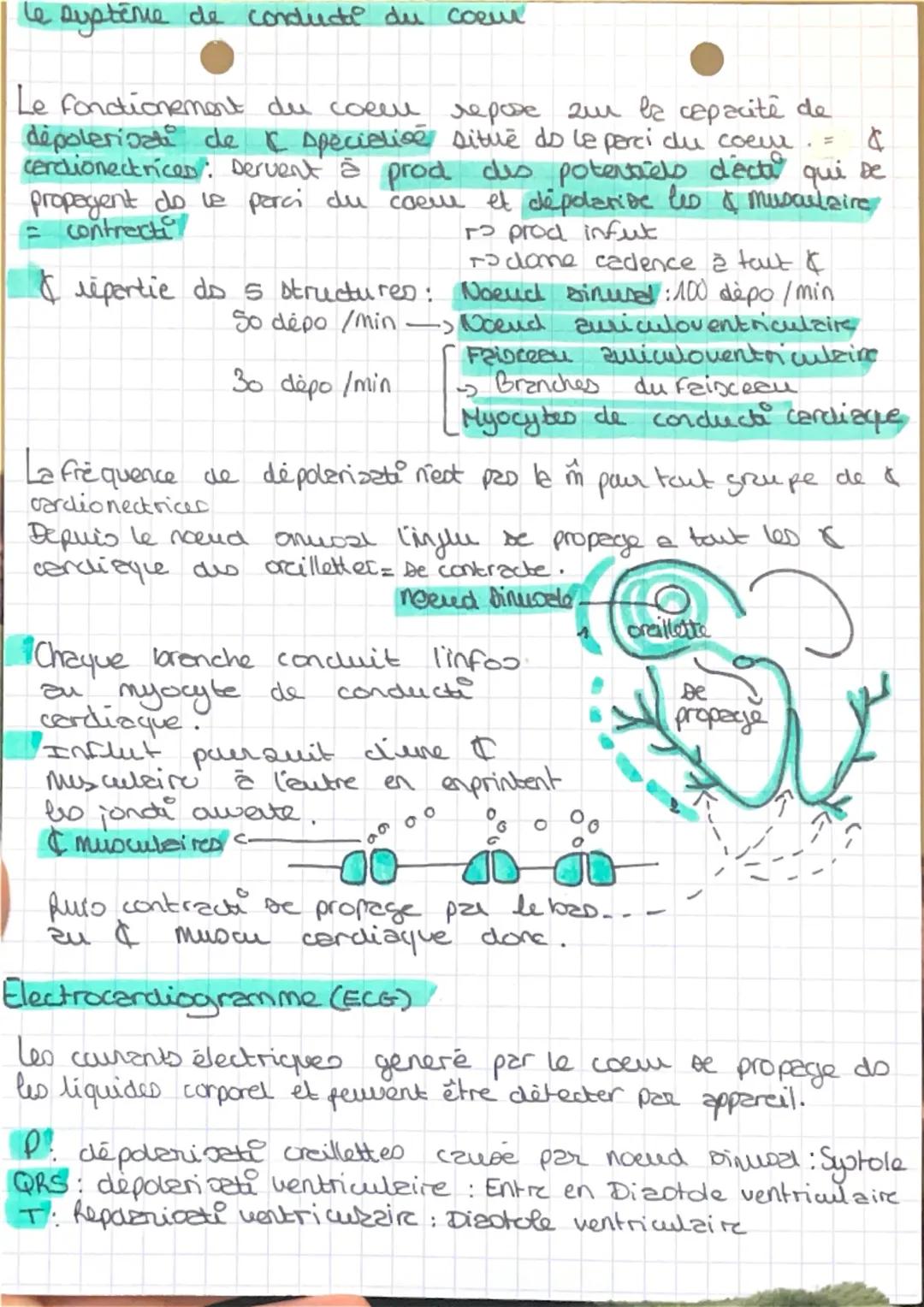 Les vaisse zwo sanguins!
ما
Dang
circule à l'intérieur d'un réseau constitue de
100 000 kilomètre de canalizati
Les artères: 2,5 cm de diamè