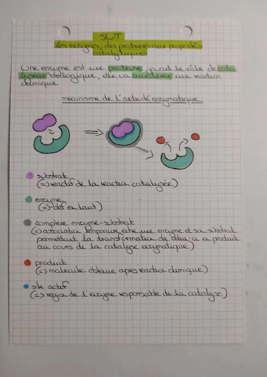 les
SUT
extignes des proteines aux proprictes
One encyme est we proteine cont le rôle de cala-
lyseus bellogique, elle va accelerer the reac
