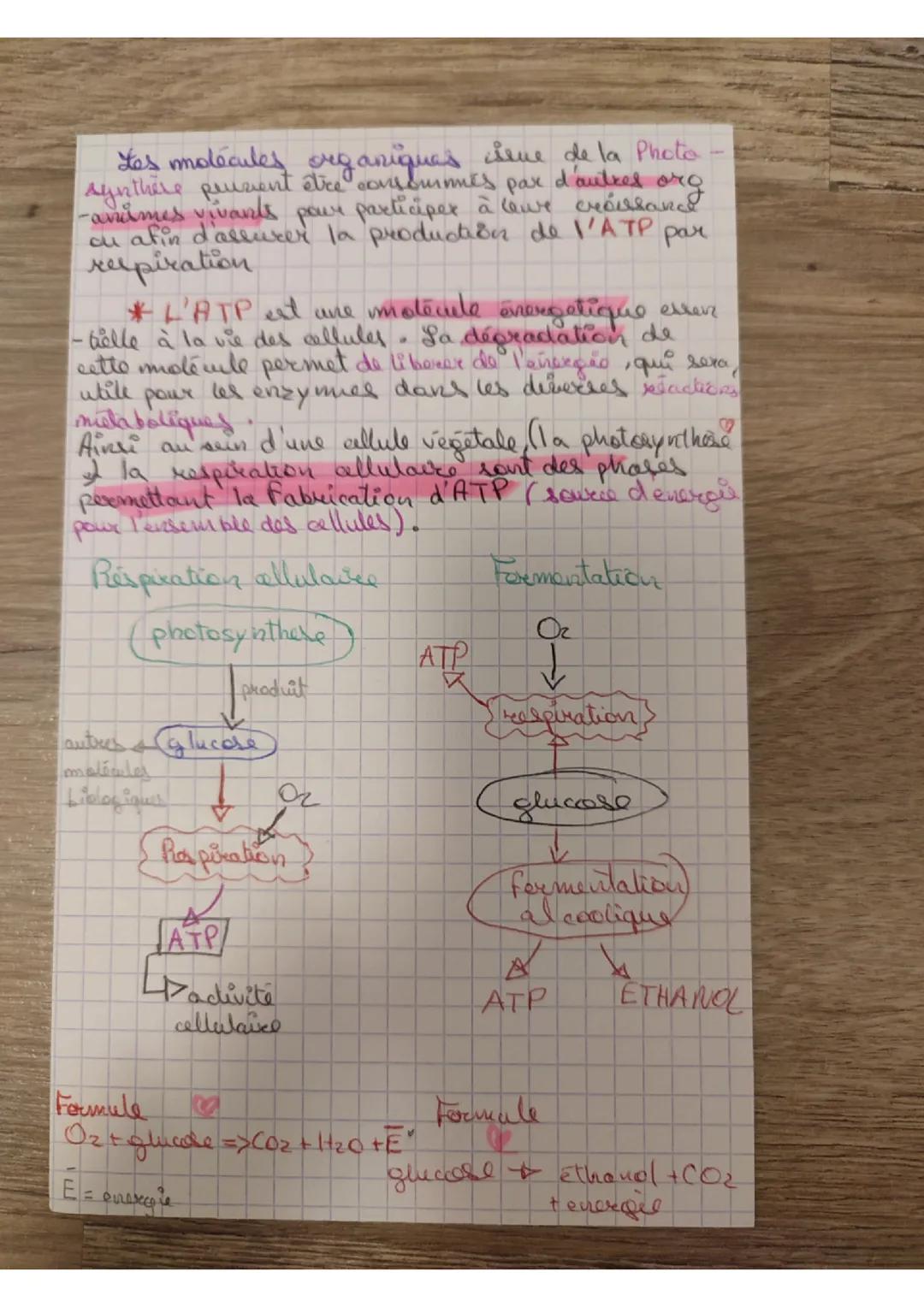 # Une conversion biologique
de l'énergie solaire à la
photosynthèse
♡♡♡
La photosynthèse permet aux celluler végétales
chlor oprylievines d