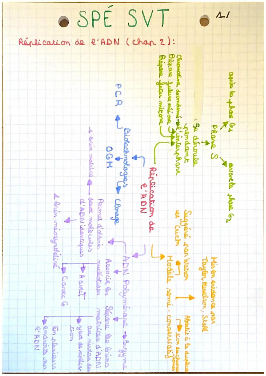 Réplication de l’ADN