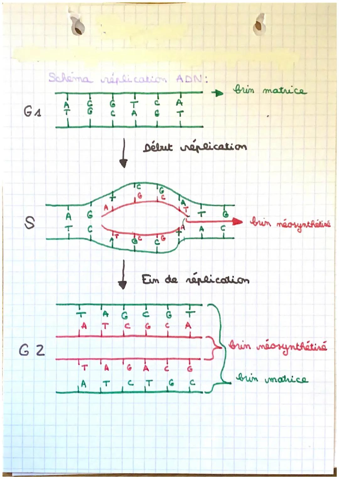 IV
SPE SVT
Réplication de l'ADN (chan 2):
His en evidence par
Taylor, Meselson, Stahl
Suggéré par Watson
Aboutit à la duplica
tion dis cham