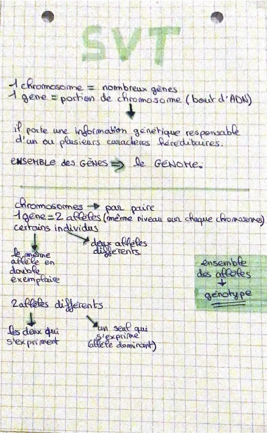 SVT
I chromosome = nombreux genes.
gene portion de chromosome (bout d'ADN)
1
if
parte une information genetique responsable
d'un ou plusieur