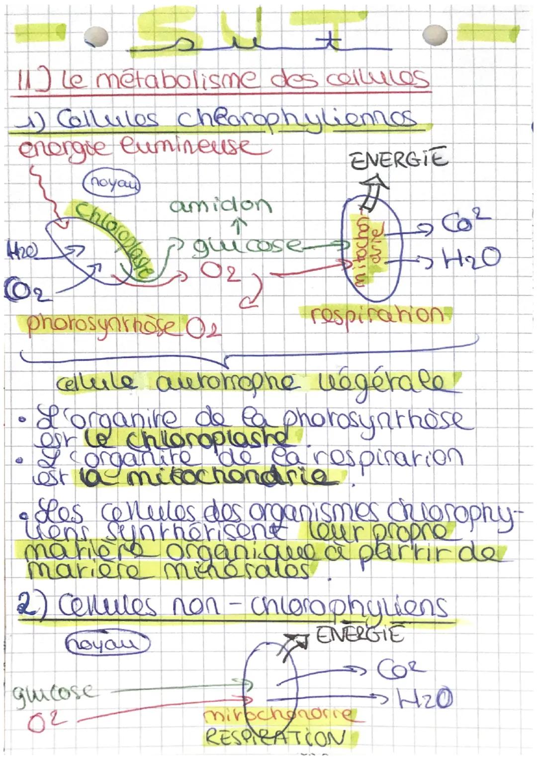 Svt : Le métabolisme des cellules