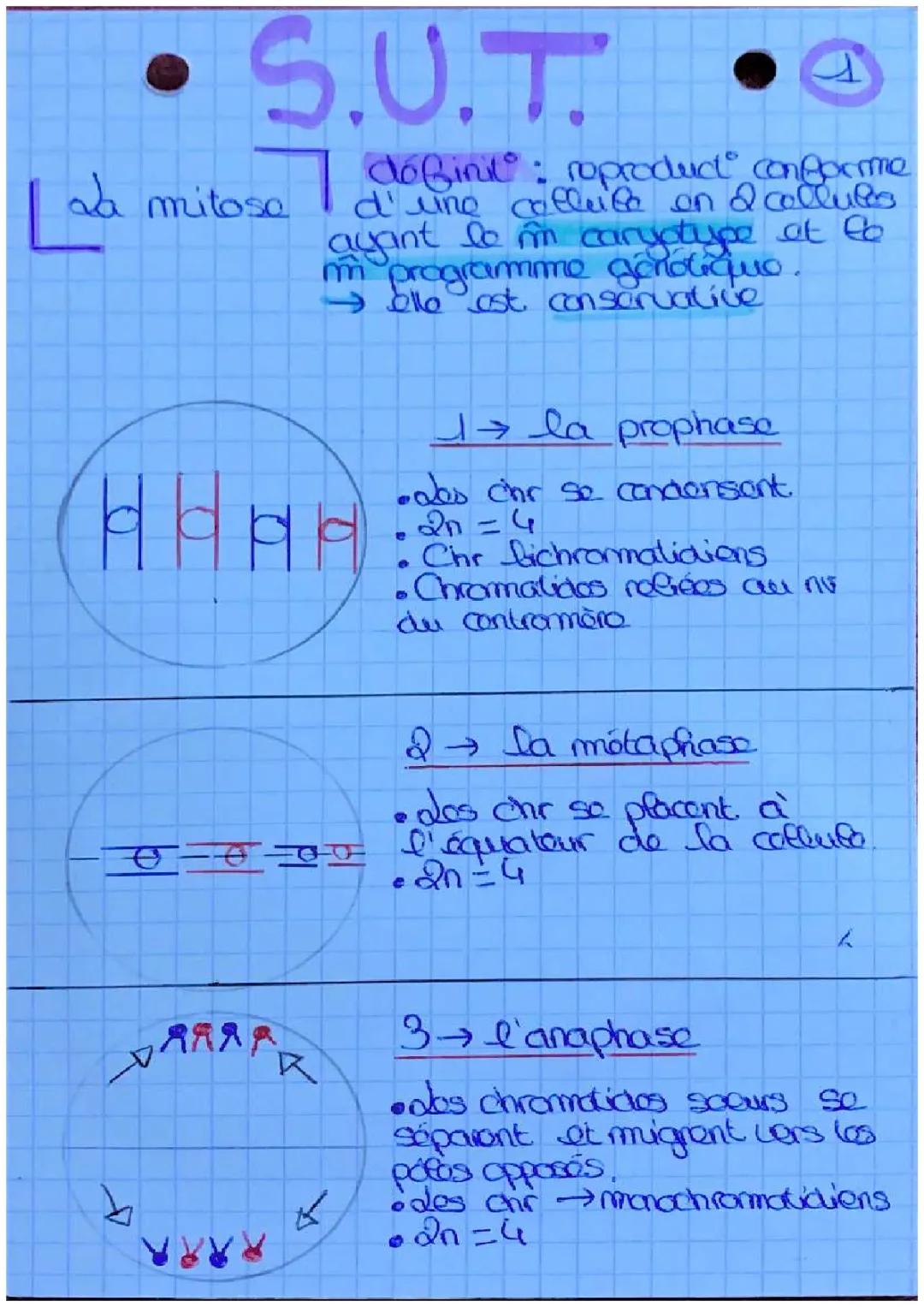 ADN, réplication, division cellulaire
