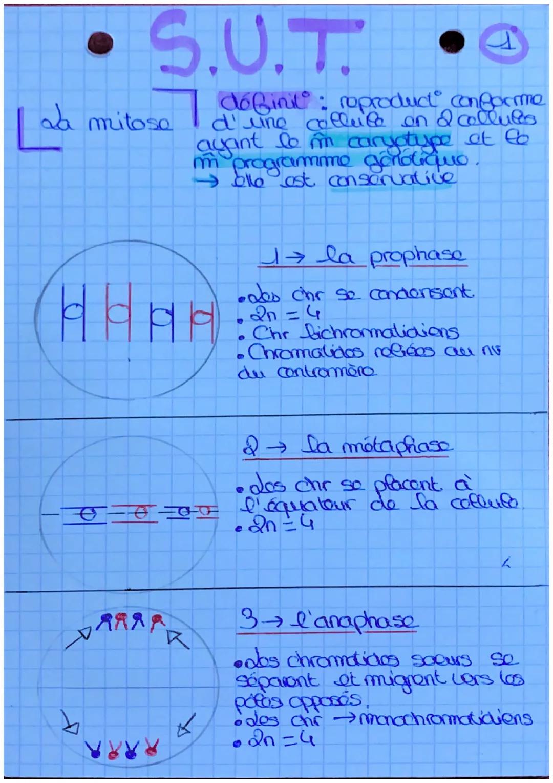 S.U.T.
da mitose
définit: roproduct conforme
d'une collele on a colluces
ayant lo m caryotype et to
m programme genotique.
elle est conserva
