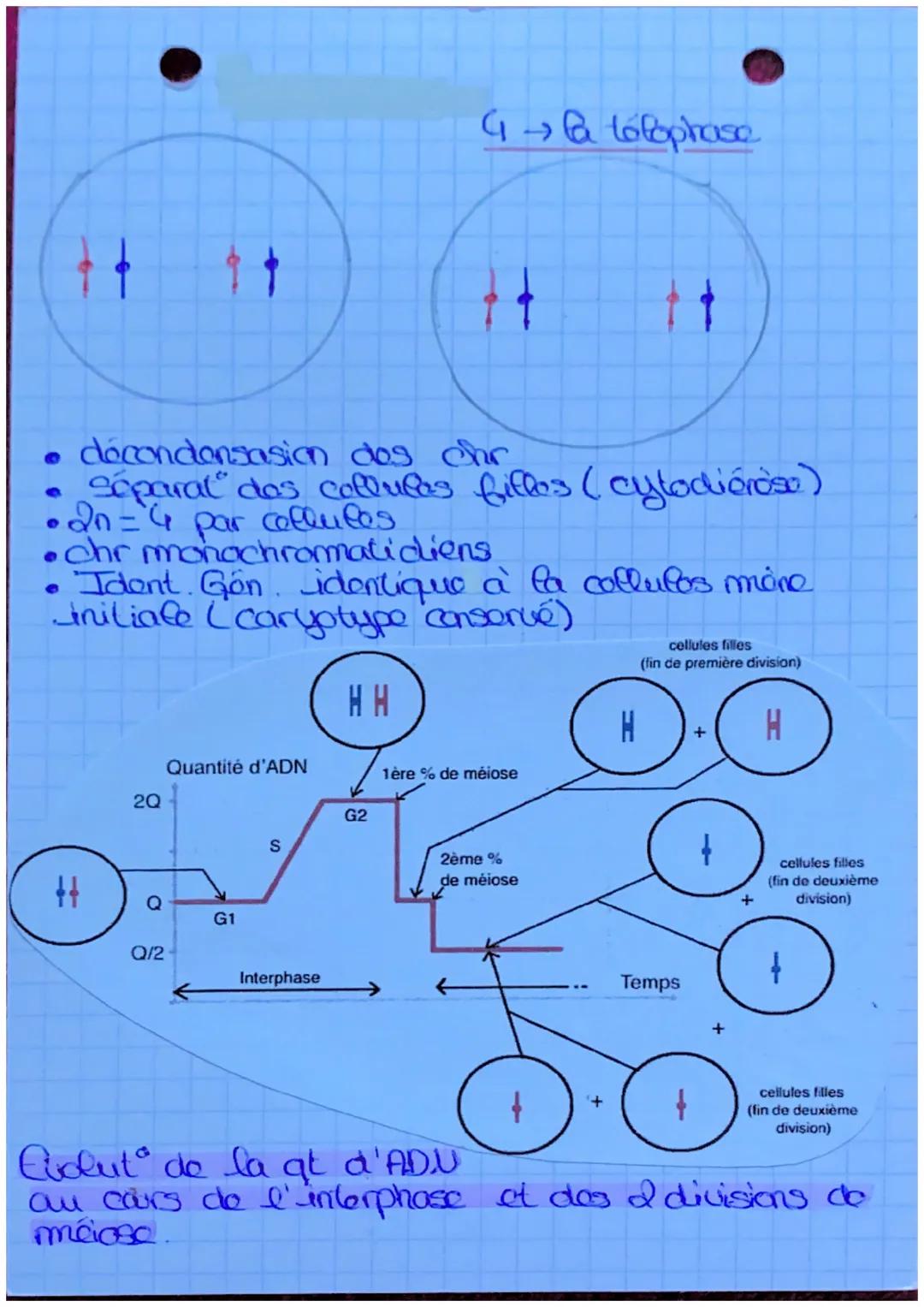 S.U.T.
da mitose
définit: roproduct conforme
d'une collele on a colluces
ayant lo m caryotype et to
m programme genotique.
elle est conserva