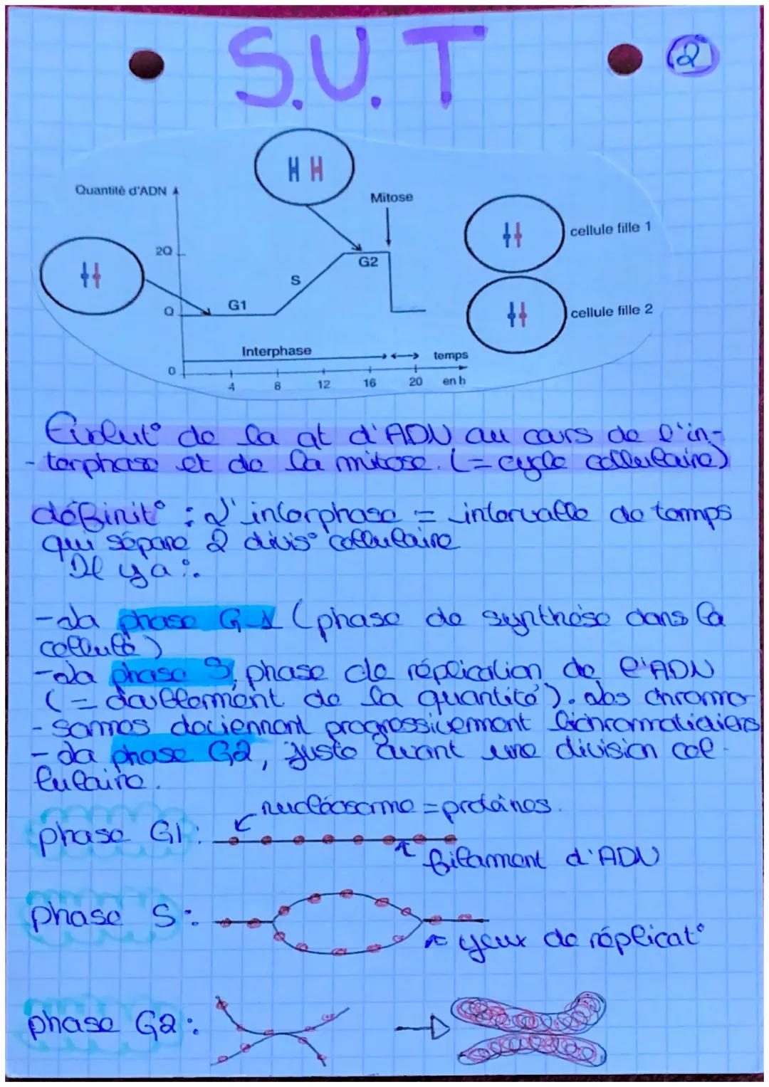 S.U.T.
da mitose
définit: roproduct conforme
d'une collele on a colluces
ayant lo m caryotype et to
m programme genotique.
elle est conserva