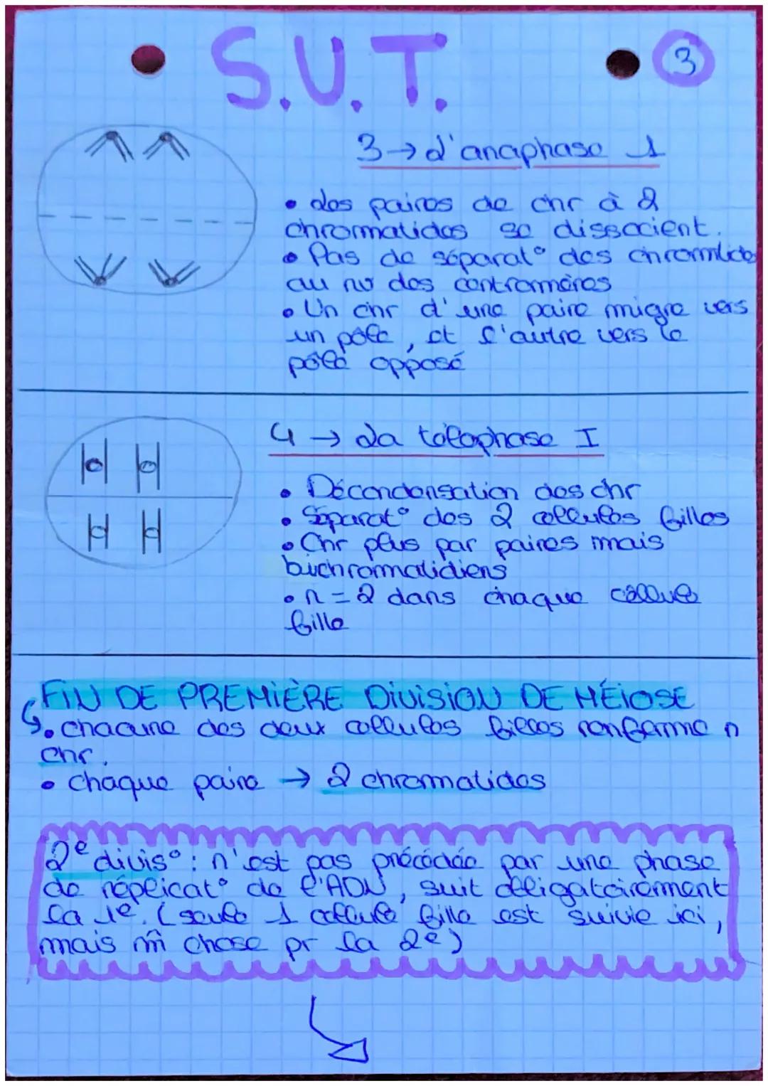S.U.T.
da mitose
définit: roproduct conforme
d'une collele on a colluces
ayant lo m caryotype et to
m programme genotique.
elle est conserva