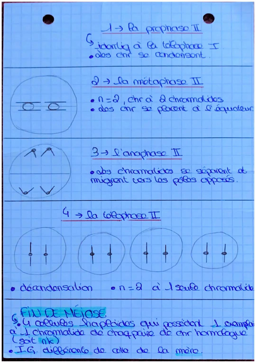 S.U.T.
da mitose
définit: roproduct conforme
d'une collele on a colluces
ayant lo m caryotype et to
m programme genotique.
elle est conserva